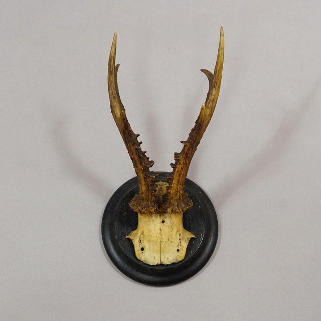 Set of Six Roe Deer Trophies on Turned Plaques Germany Ca. 1910s For Sale - Image 4 of 8