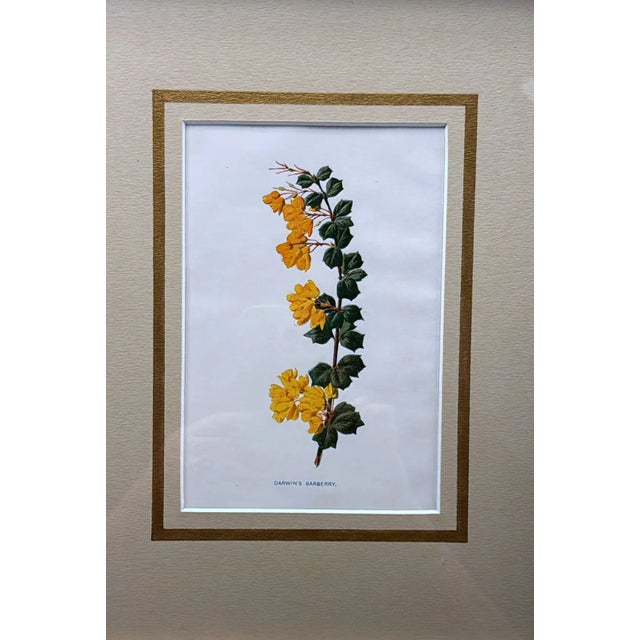 1900 - 1909 Italian Frame With Mirrors and English Chromolithographic Prints of Flowers - 05 For Sale - Image 5 of 12