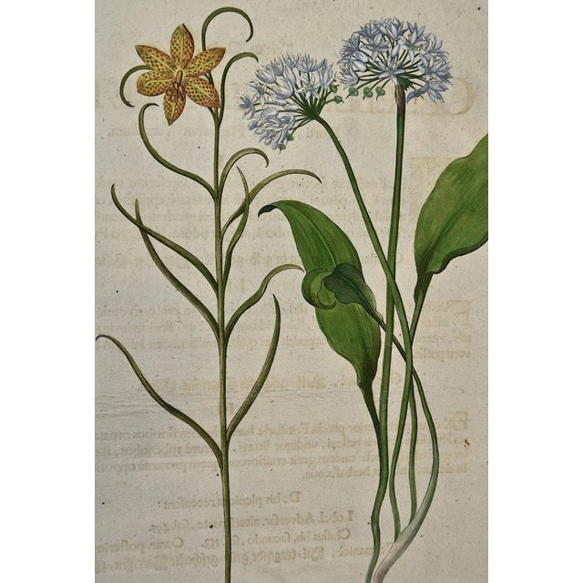 Realism Basilius Besler Besler Hand-colored Botanical Engraving of Flowering Tulip & Wild Garlic Plants, 1713 For Sale - Image 3 of 5