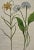 Realism Basilius Besler Besler Hand-colored Botanical Engraving of Flowering Tulip & Wild Garlic Plants, 1713 For Sale - Image 3 of 5
