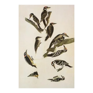 1966 Vintage Cottage Print "Woodpeckers" After John James Audubon