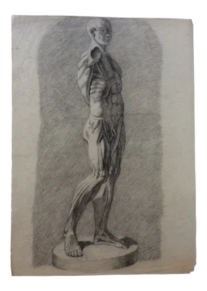 Collection of 4 Antique Anatomical Drawings