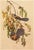 A vintage Cottage Style reproduction of the original lithographic print of Scrub or Florida Jay After John James Audubon....