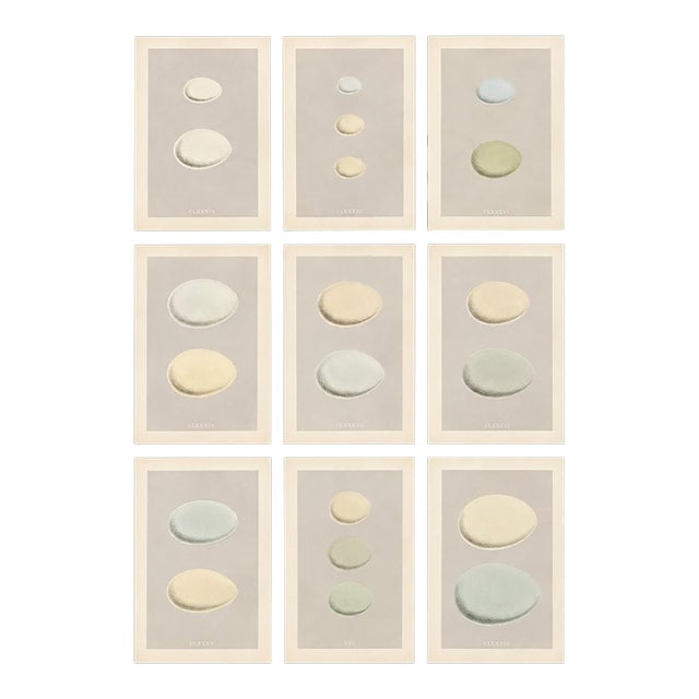Collection of Nine Antique British Bird Egg Prints, the Creams, Attributed to Rev. F. O. Morris For Sale