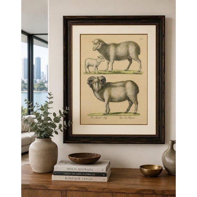 Spanish Sheep, Ewe, Lamb & Ram, Brodtmann Lithograph, 1816 This original hand-colored lithograph depicts the Spanish...