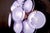 Glass Amethyst Murano Glass Disc Sconce or Wall Light, 1970s For Sale - Image 7 of 11