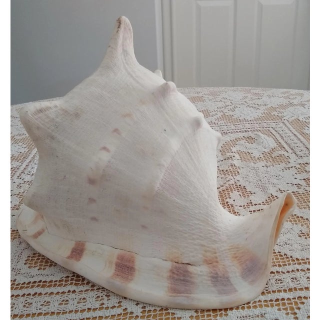 Early 20th Century Vintage Queen Helmet Conch Seashell For Sale - Image 5 of 5