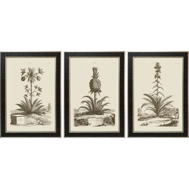 Munting Botanicals Set #8 Framed in Italian Wood Veneer Moulding For Sale