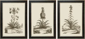Munting Botanicals Set #8 Framed in Italian Wood Veneer Moulding