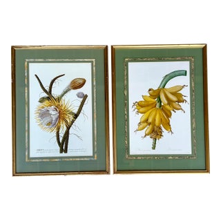 Vintage Ehret Botanical Plates - Set of 2 For Sale