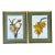 Vintage Ehret Botanical Plates - Set of 2 For Sale