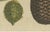 19th Century Bertuch, Norfolk Island Pine Branch and Cone, 1815, Print For Sale - Image 5 of 12