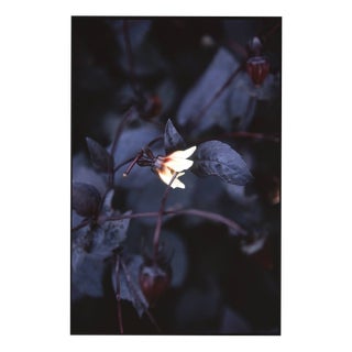 Paul Cooklin, Aquilegan, Edition of 50 For Sale
