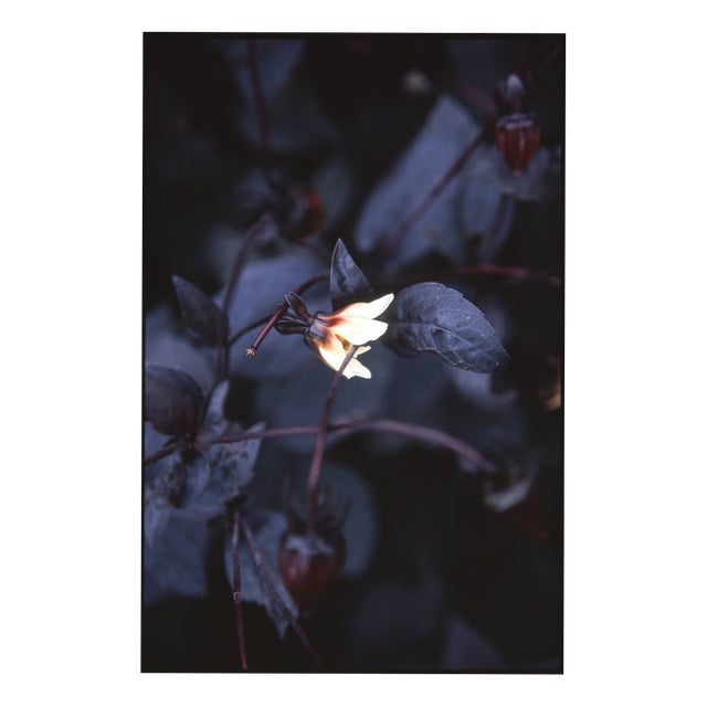 Paul Cooklin, Aquilegan, Edition of 50 For Sale