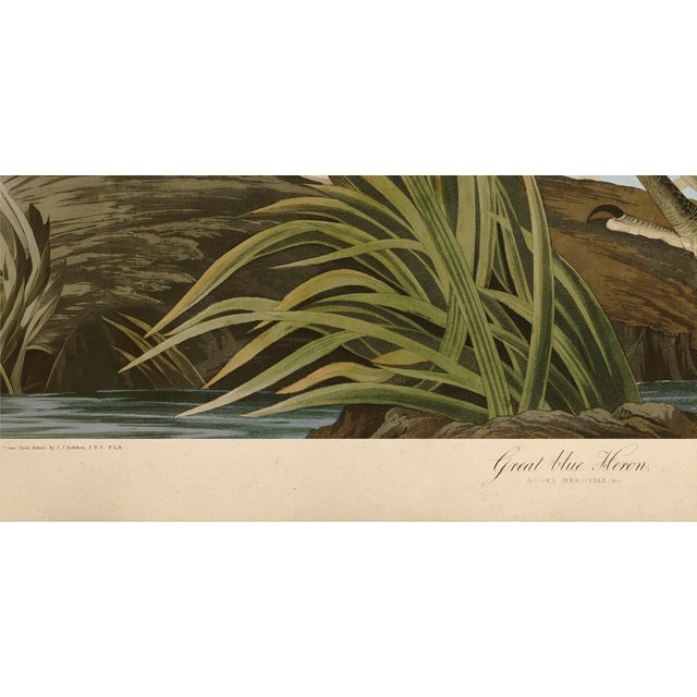 Paper Audubon American Great Blue Heron Giclee Print For Sale - Image 7 of 7