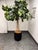 Faux Fiddle Leaf Fig Tree + Tapered Black Planter For Sale - Image 4 of 12