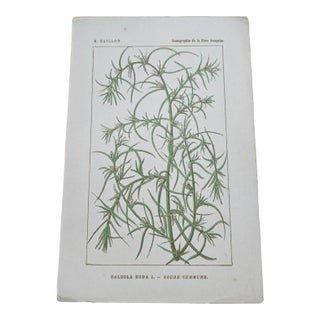 Antique French Botanical Lithograph - Salsola by Henri Ernest Baillon For Sale