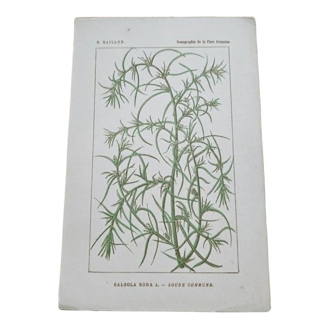 Antique French Botanical Lithograph - Salsola by Henri Ernest Baillon For Sale
