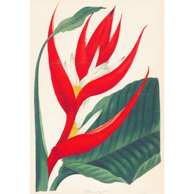 Original hand-colored engraving after a botanical illustration by F.W. Smith of a Heliconia Braziliensis (Brazilian...