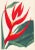 Original hand-colored engraving after a botanical illustration by F.W. Smith of a Heliconia Braziliensis (Brazilian...