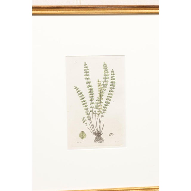 Framed 18th Century Swedish Botanical Engravings - Set of 4 For Sale - Image 9 of 11