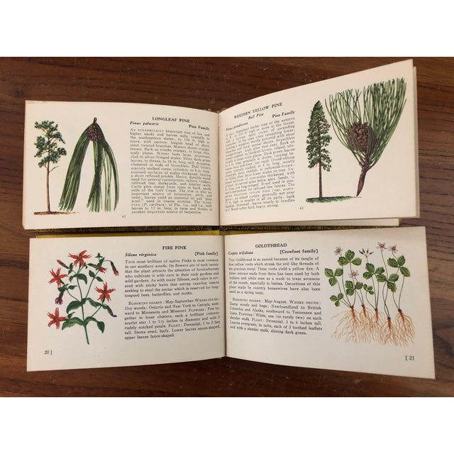 Vintage Tree and Wild Flower Nature Guide Book Set of 2 For Sale - Image 15 of 16