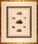 Conchology or Natural History of Shells London, 1811 Set of Six Original Plates Frame size approximately 22 3⁄16 inches...