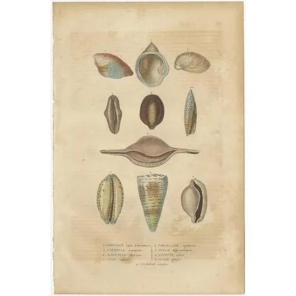 Mosaic of Mollusk Diversity, 1845, Paper, Set of 3 For Sale - Image 4 of 6