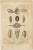 Mosaic of Mollusk Diversity, 1845, Paper, Set of 3 For Sale - Image 4 of 6