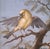 19th Century French Fixé Sous Verre Bird Painting in Carved Giltwood Frame For Sale - Image 4 of 8