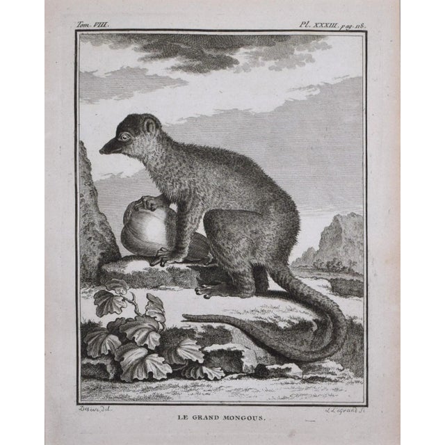 Chinoiserie 18th Century Original French Mongoose Engraving by Buffon 1789 For Sale - Image 3 of 6