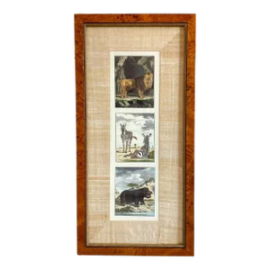 John Richard Triptyque of Antique African Animal Engravings. Lion, Zebras, Black Rhino. Custom Framed.