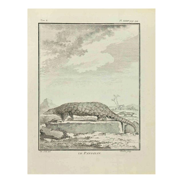 Juste Chevillet, Le Pangolin, Etching, 1771 For Sale