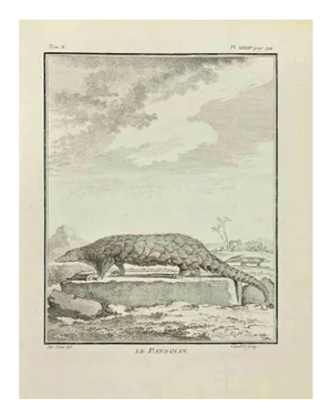 Juste Chevillet, Le Pangolin, Etching, 1771