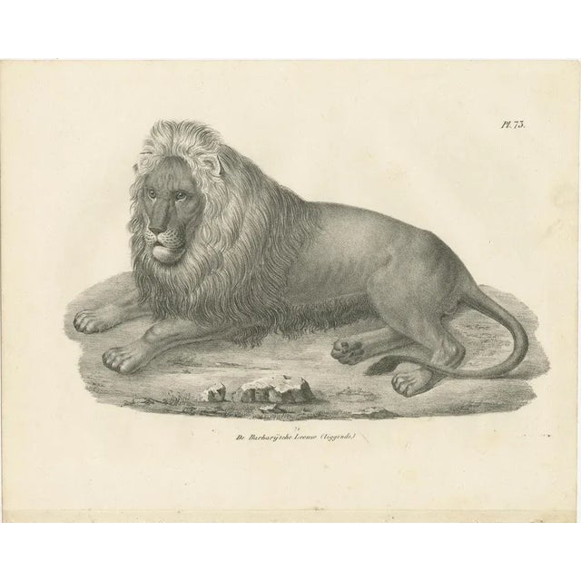 19th-century lithograph of the barbary lion in a majestic reclining pose this stunning 19th-century lithograph showcases...