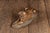 Vintage j.l. Boulton Bronze-Clad Reclining Tiger Sculpture For Sale - Image 4 of 6