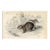 1830s, Rock Rabbit Print, Original Antique Mammal Engraving, England For Sale