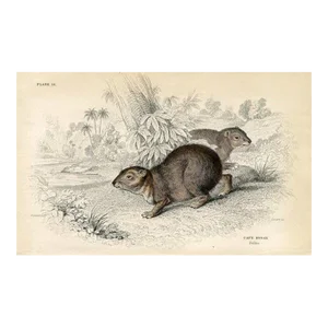 1830s, Rock Rabbit Print, Original Antique Mammal Engraving, England