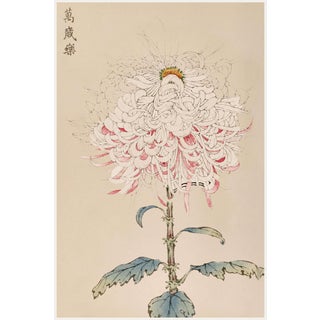 White Mum by Hasegawa, Vintage Japanese Botanical Art Print, 24" X 36" For Sale
