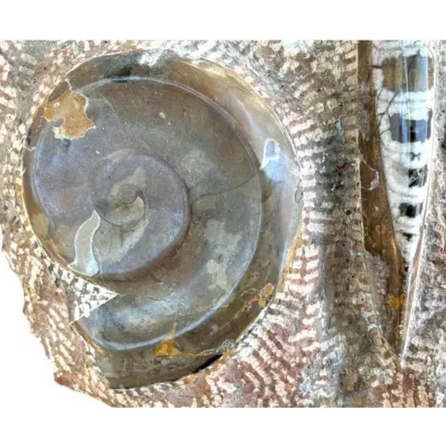 Brown Ammonite and Orthoceras Fossil Plaque - Organic Modern Prehistoric Art For Sale - Image 8 of 10