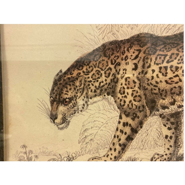 19th-C. Victorian Sir William Jardine’s the Naturalist Colored Engraving Jaguar by James Stewart For Sale - Image 4 of 6