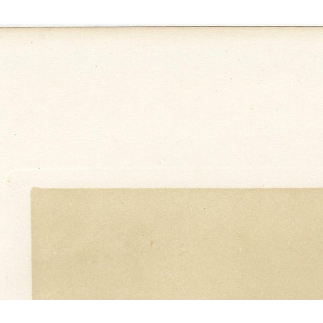 Paper Geoffroy After Jadin, Charolais Cow, 1873, Paper For Sale - Image 7 of 12