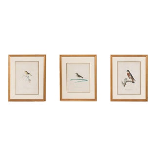 19th Century Engravings of Birds - A Set of 3 For Sale