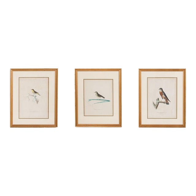 19th Century Engravings of Birds - A Set of 3 For Sale