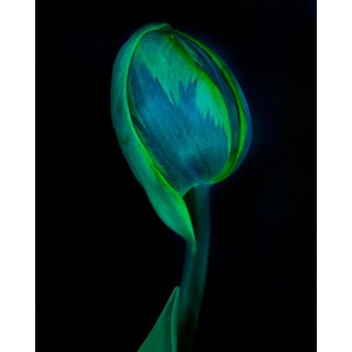 "Botanical 47" Macro Photograph For Sale