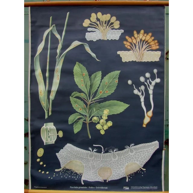 Textile Vintage Botanical School Wall Chart by Jung, Koch, & Quentell for Hagemann For Sale - Image 7 of 9