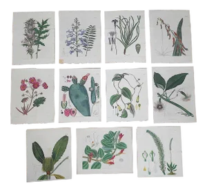 Antique 19th C. Botanical Copperplate Engravings - 9"x12"- Set of 11