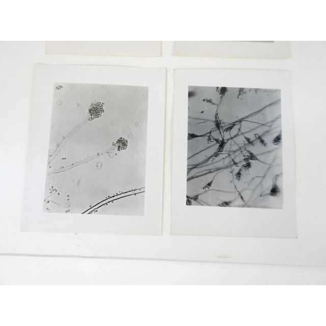 Mid-Century Modern Vintage 1948 Microscopic Photographs - Set of 4 For Sale - Image 3 of 4
