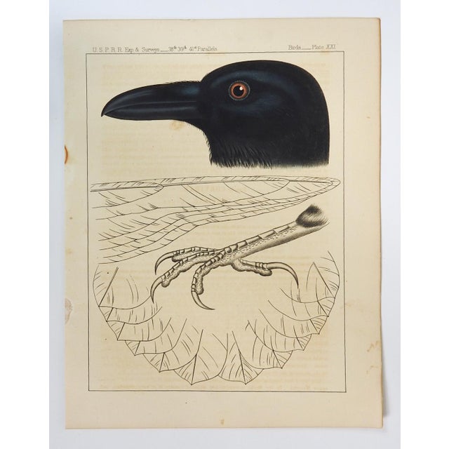 American Mid 19th Century Us Pacifc Railroad Crow Raven Lithograph Book Plate For Sale - Image 3 of 3