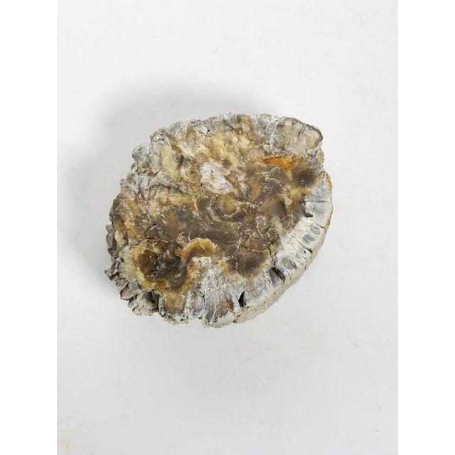 Gray French Ashtray in Fossilized Wood For Sale - Image 8 of 9